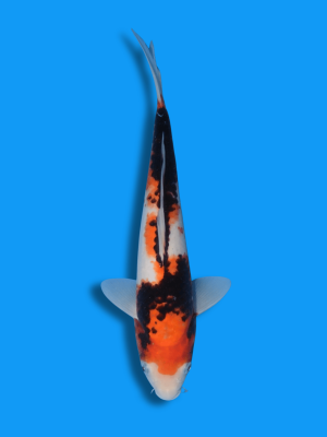 Sumi Sakura | Koi&Co.